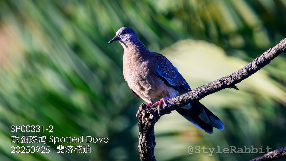 Spotted Dove - ML644789690