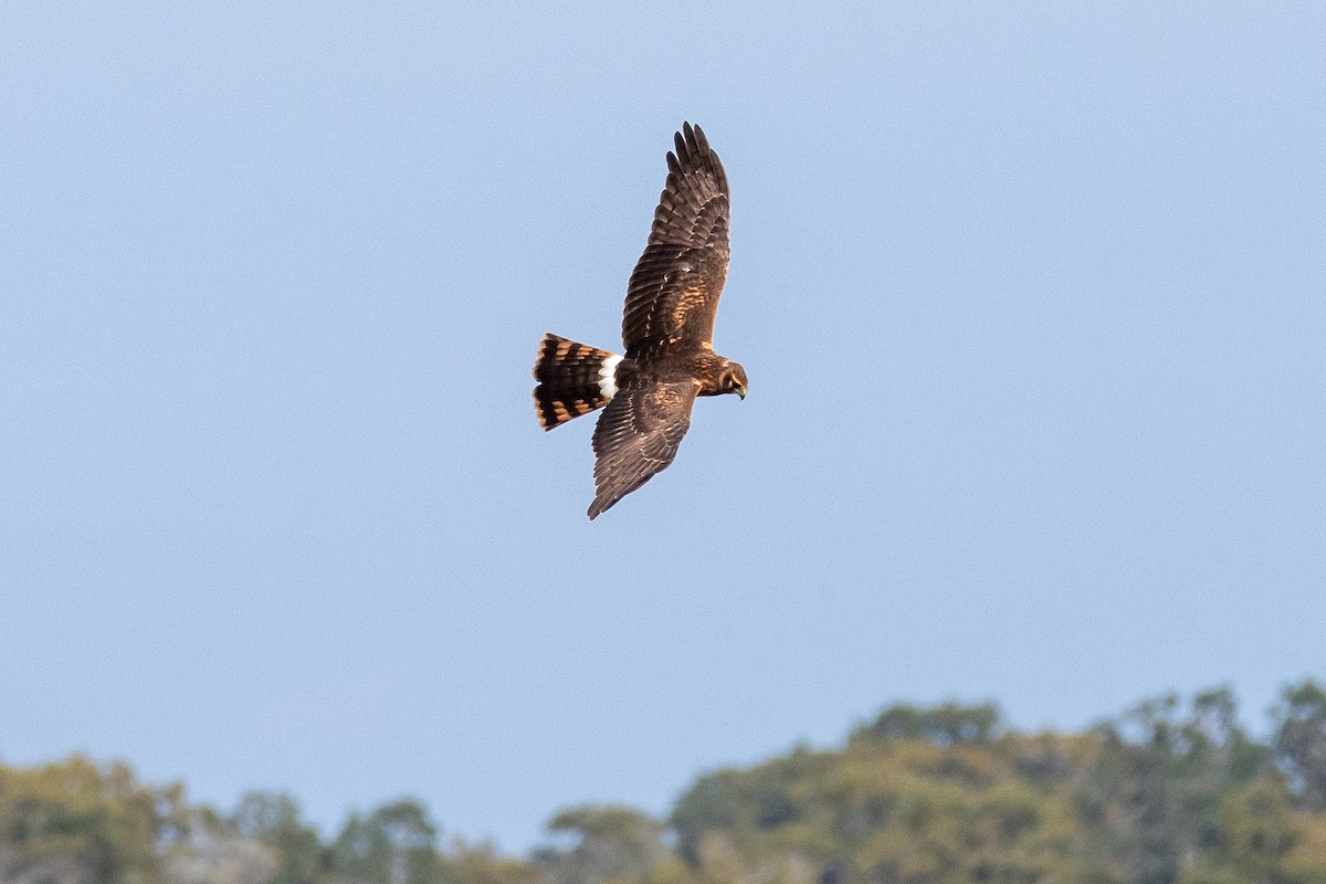 Northern Harrier - ML644789691