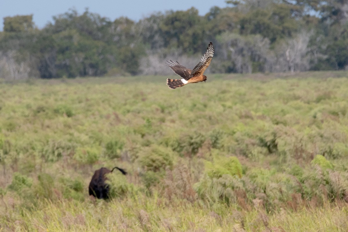 Northern Harrier - ML644789692