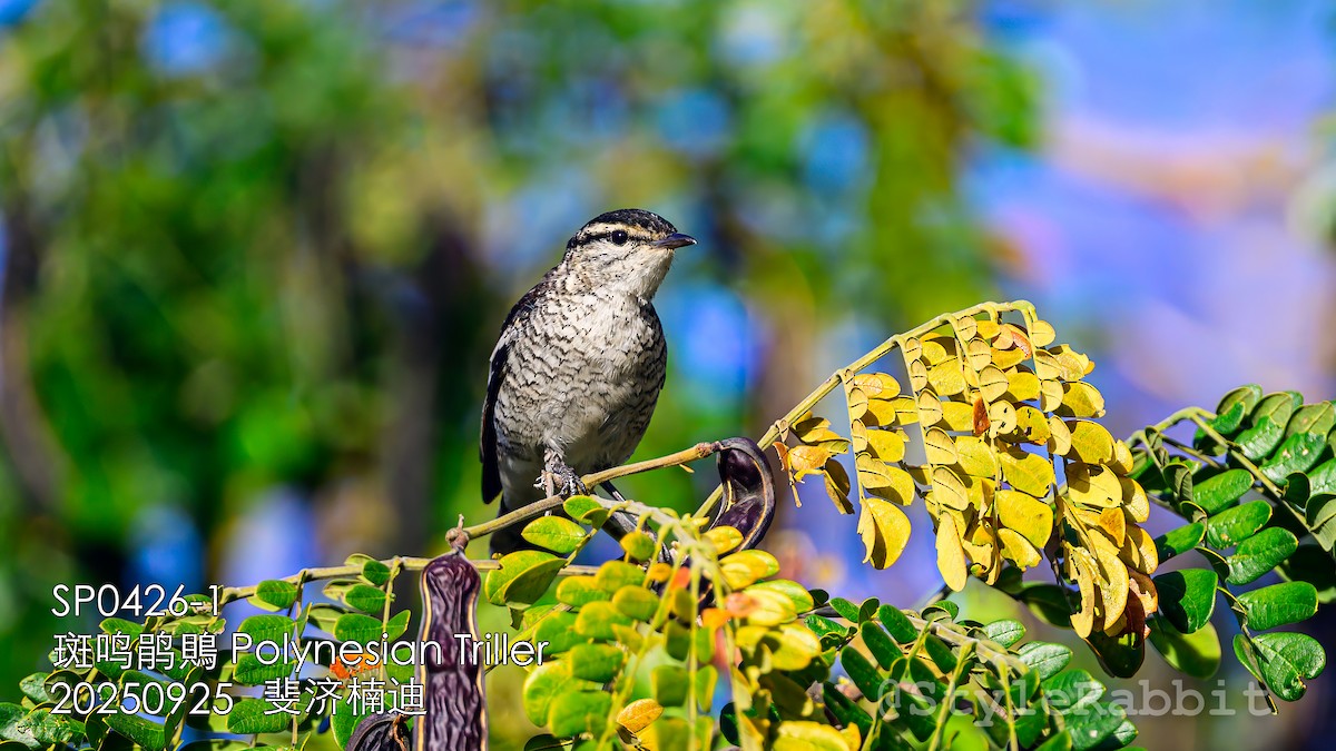 Polynesian Triller - ML644789698