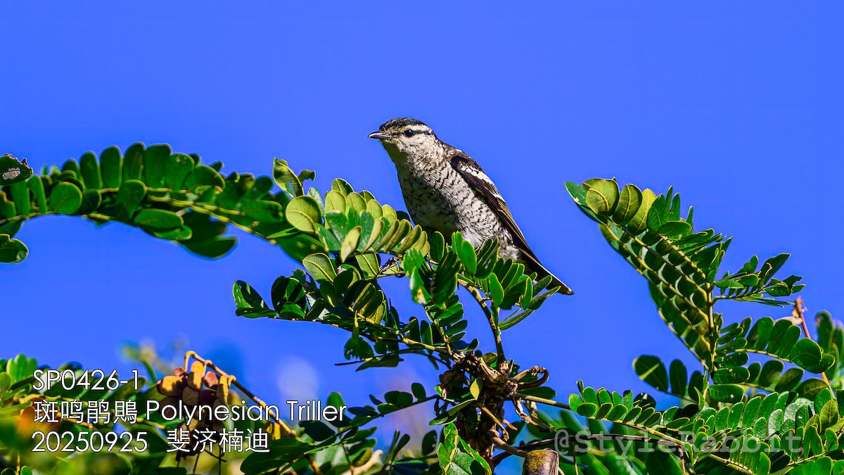 Polynesian Triller - ML644789699