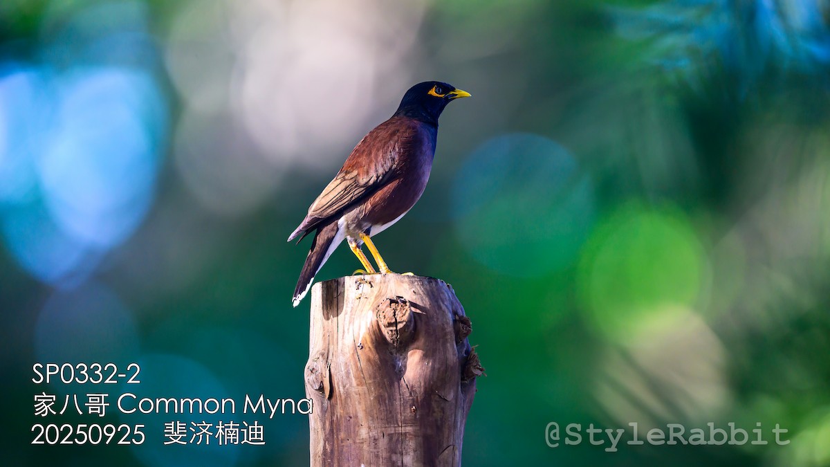 Common Myna - ML644789717