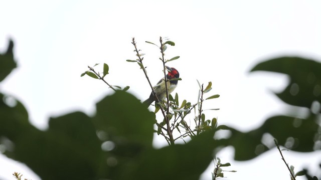 Black-collared Barbet - ML644789729