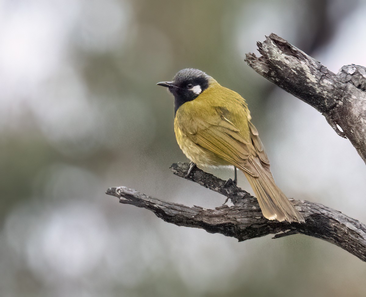 White-eared Honeyeater - ML644789742