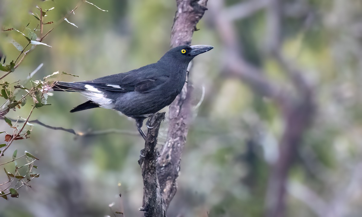 Pied Currawong - ML644789747