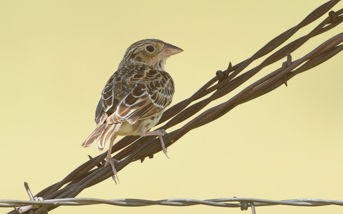 Grasshopper Sparrow - ML644789751