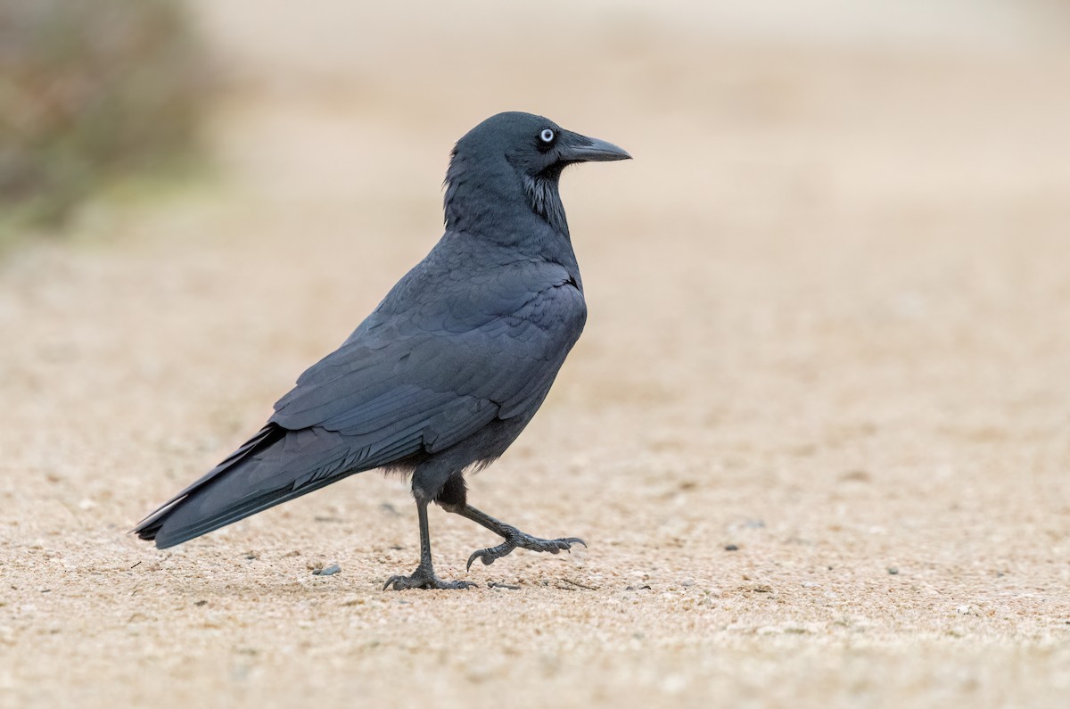 Little Raven - ML644789753