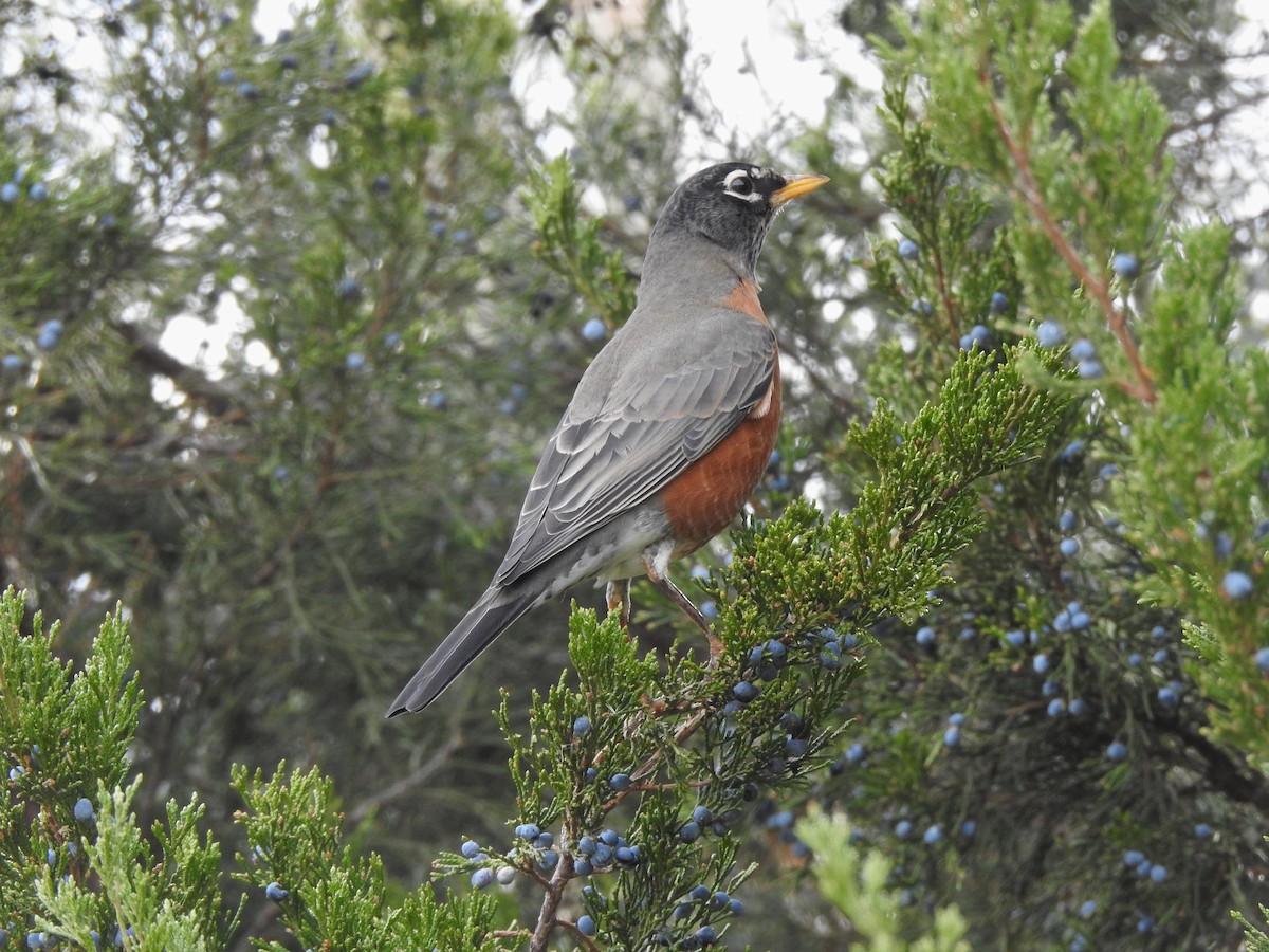 drozd stěhovavý - ML644789766