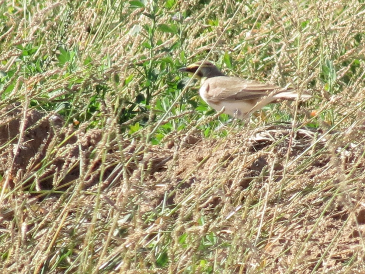 Horned Lark - ML644789772