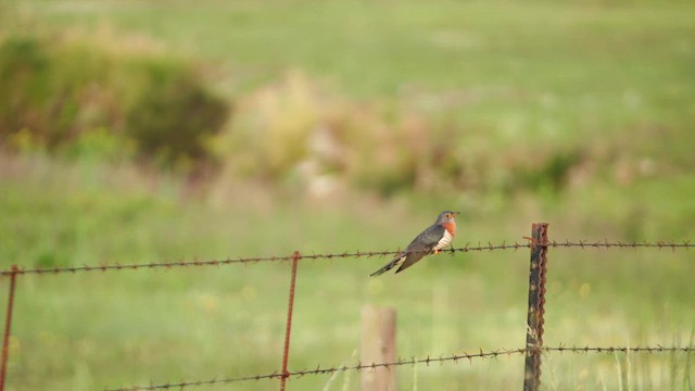 Red-chested Cuckoo - ML644789790