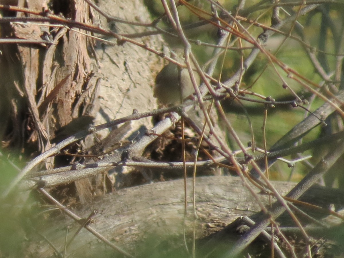Northern House Wren - ML644789791