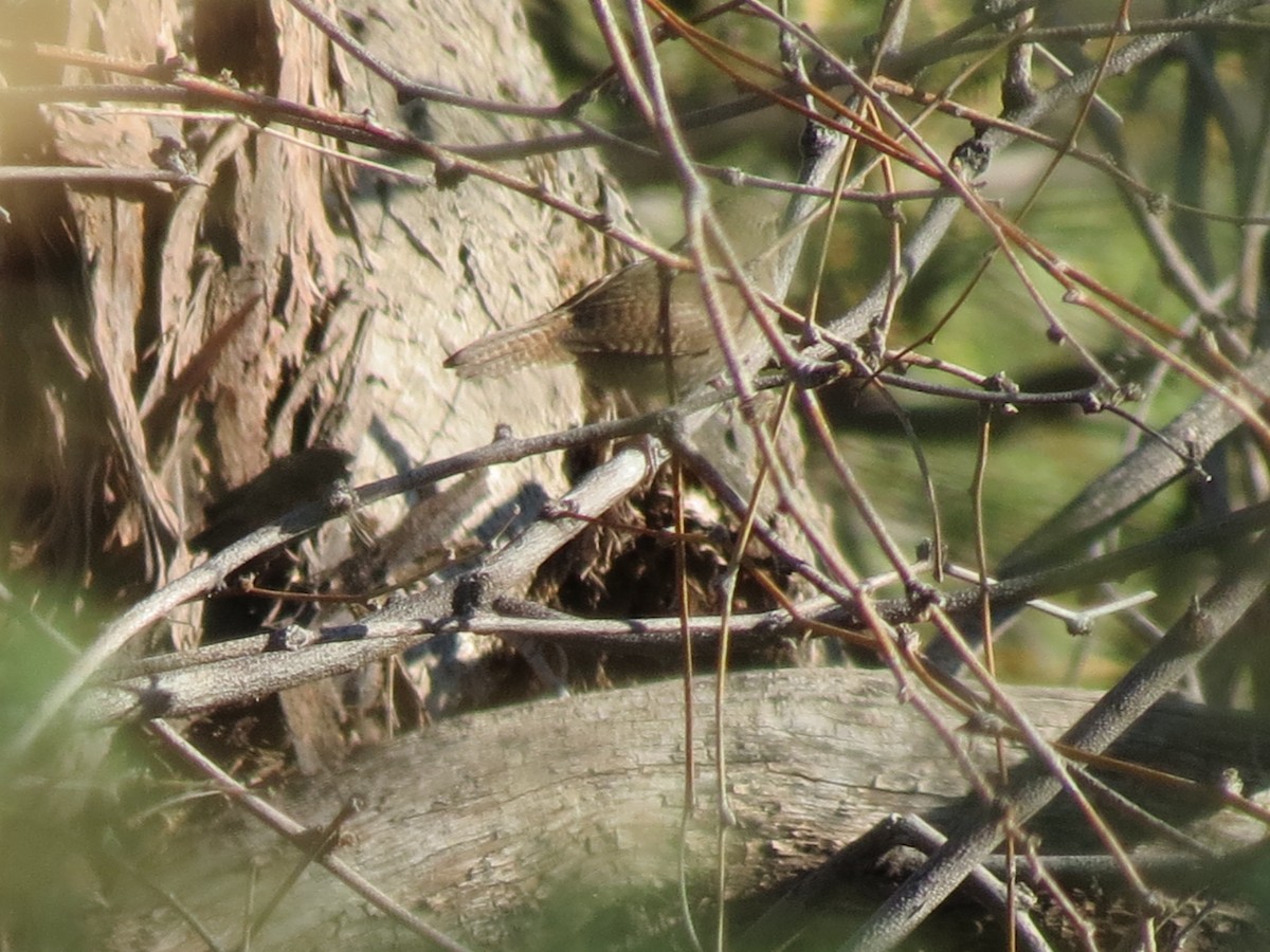 Northern House Wren - ML644789792
