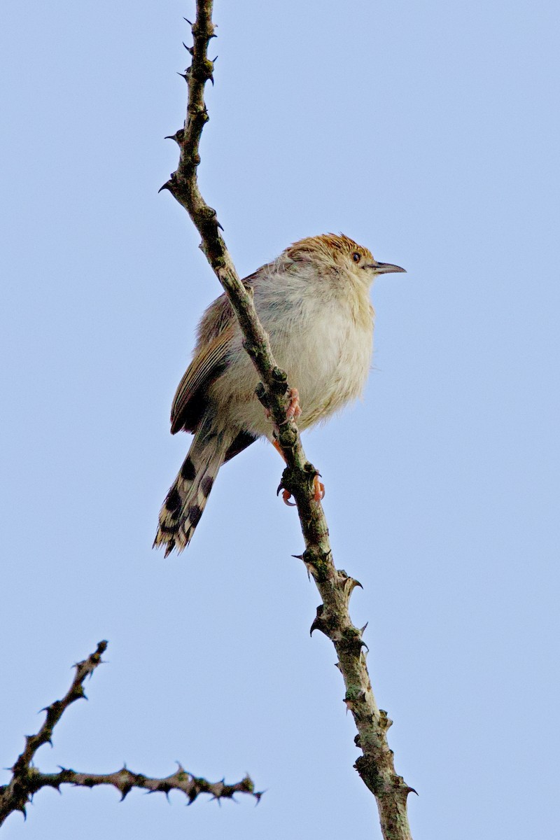 Rotscheitel-Zistensänger - ML644789819