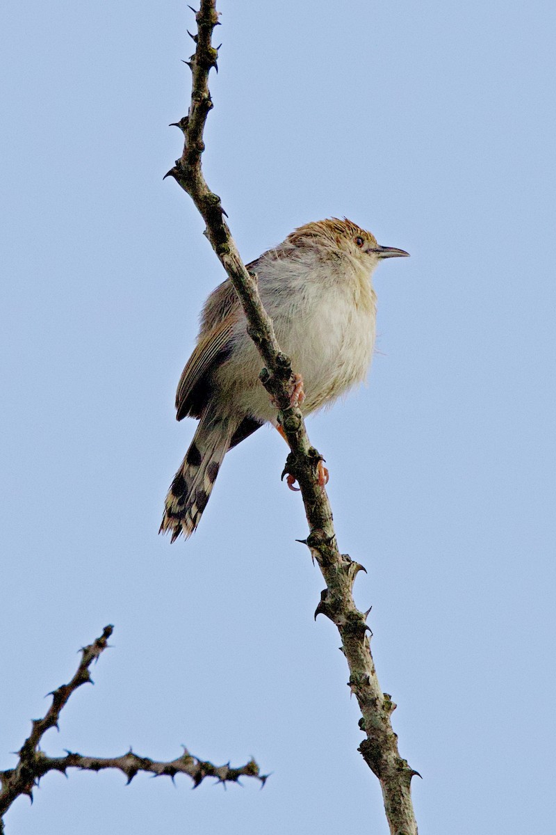 Rotscheitel-Zistensänger - ML644789820