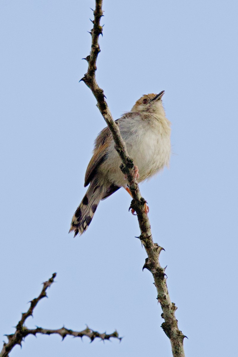 Rotscheitel-Zistensänger - ML644789826