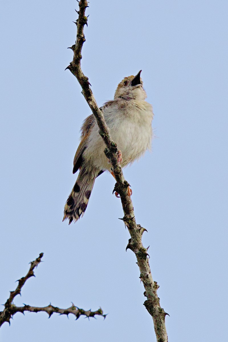Rotscheitel-Zistensänger - ML644789827
