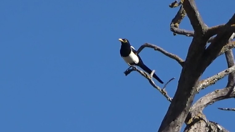 Gelbschnabelelster - ML644789829