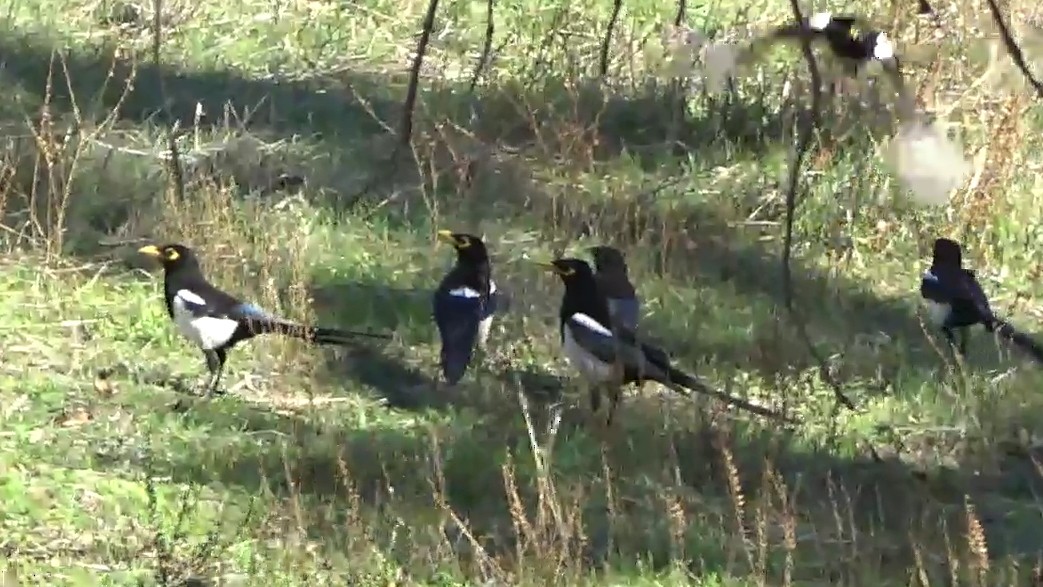 Gelbschnabelelster - ML644789830