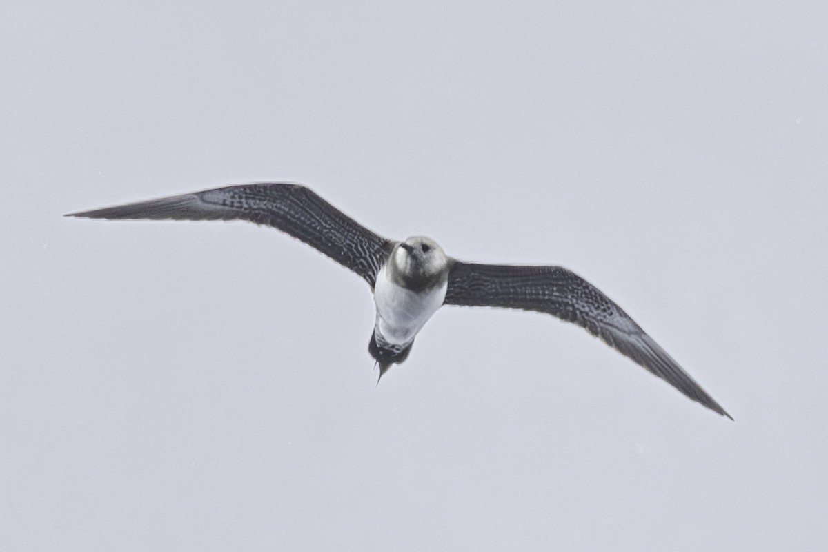 Falkenraubmöwe - ML644789832