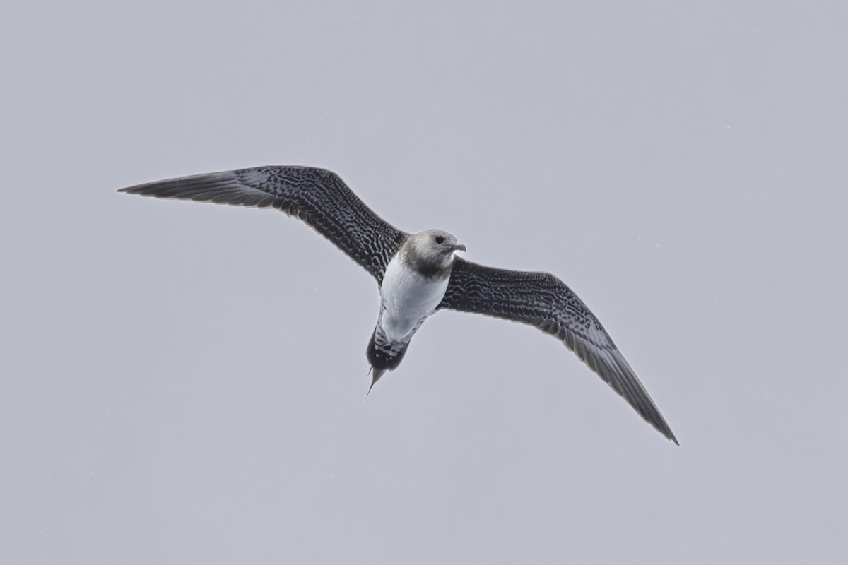 Falkenraubmöwe - ML644789833