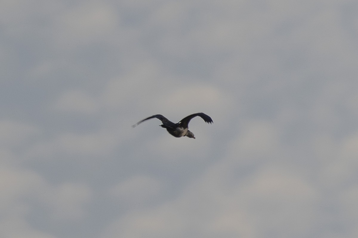 Schwarzscharbe - ML644789834