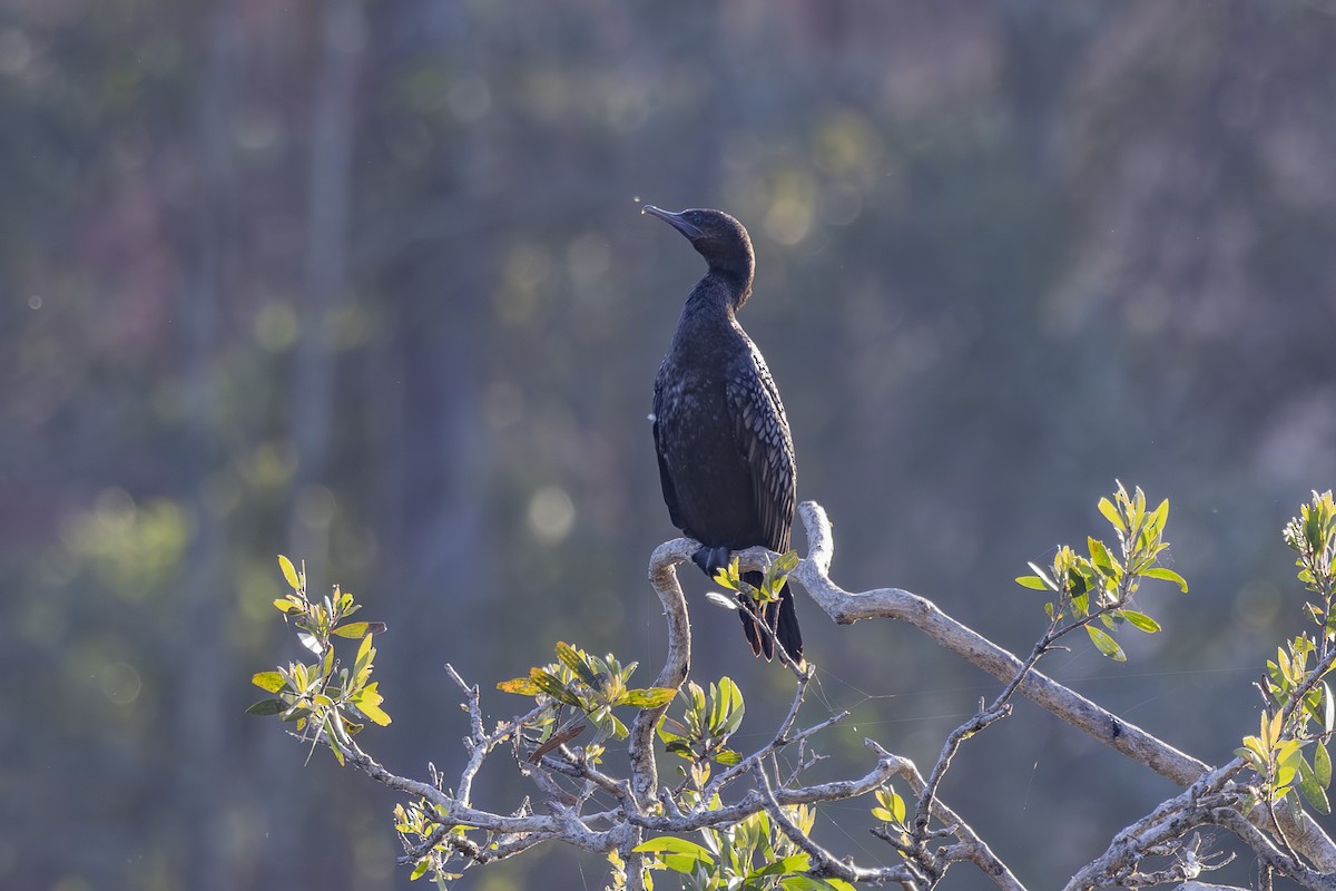 Schwarzscharbe - ML644789835