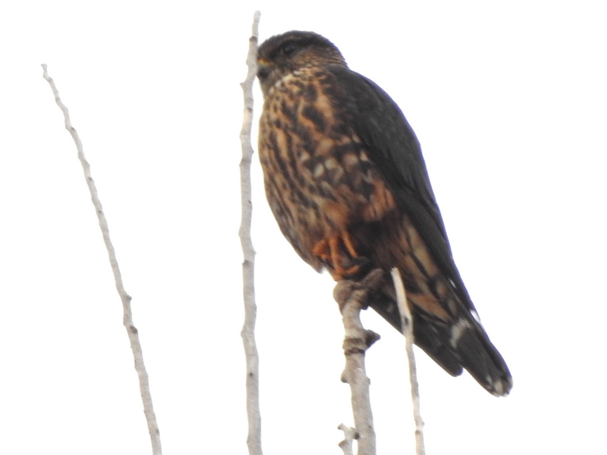 Merlin - ML644789840