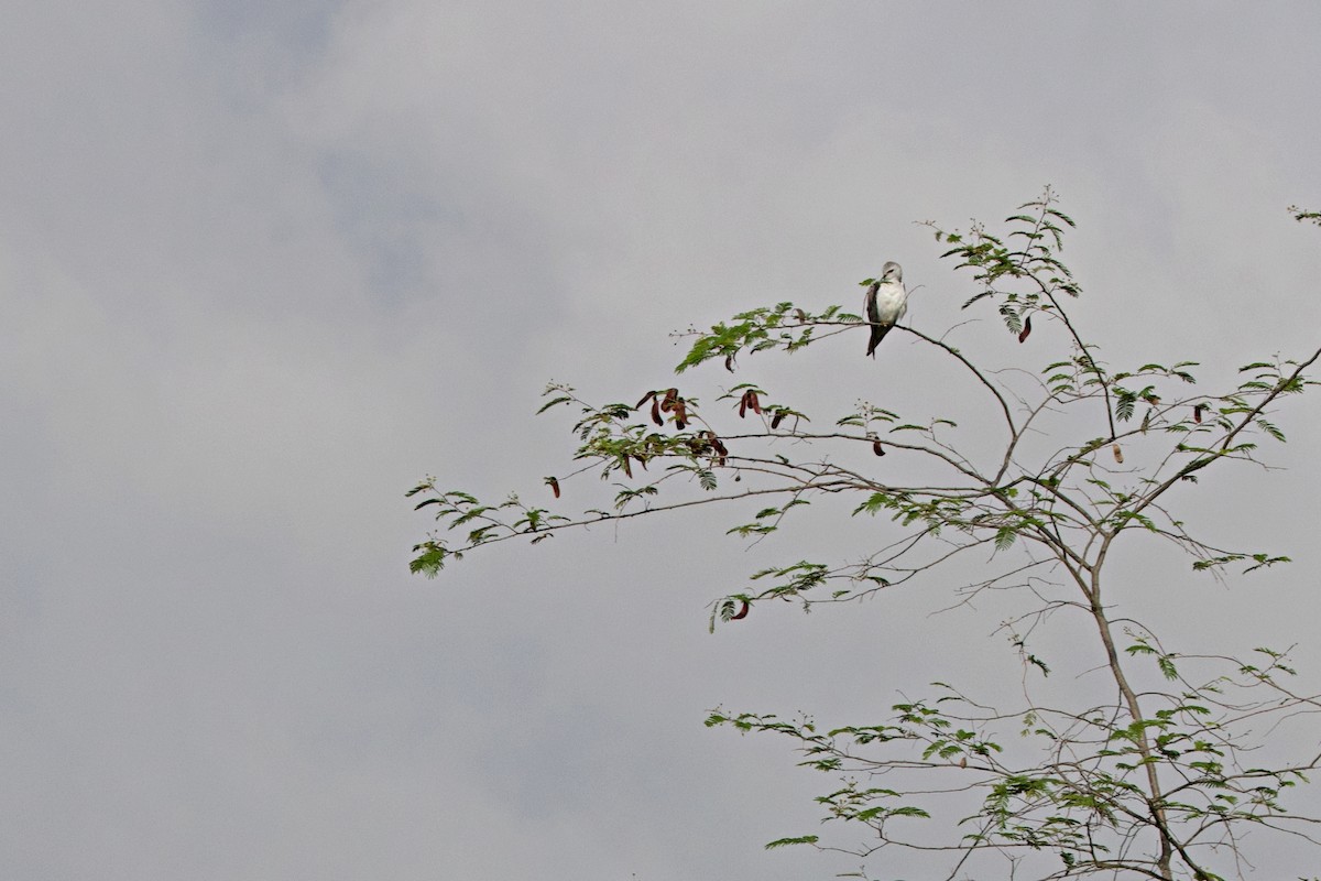 Gleitaar - ML644789841