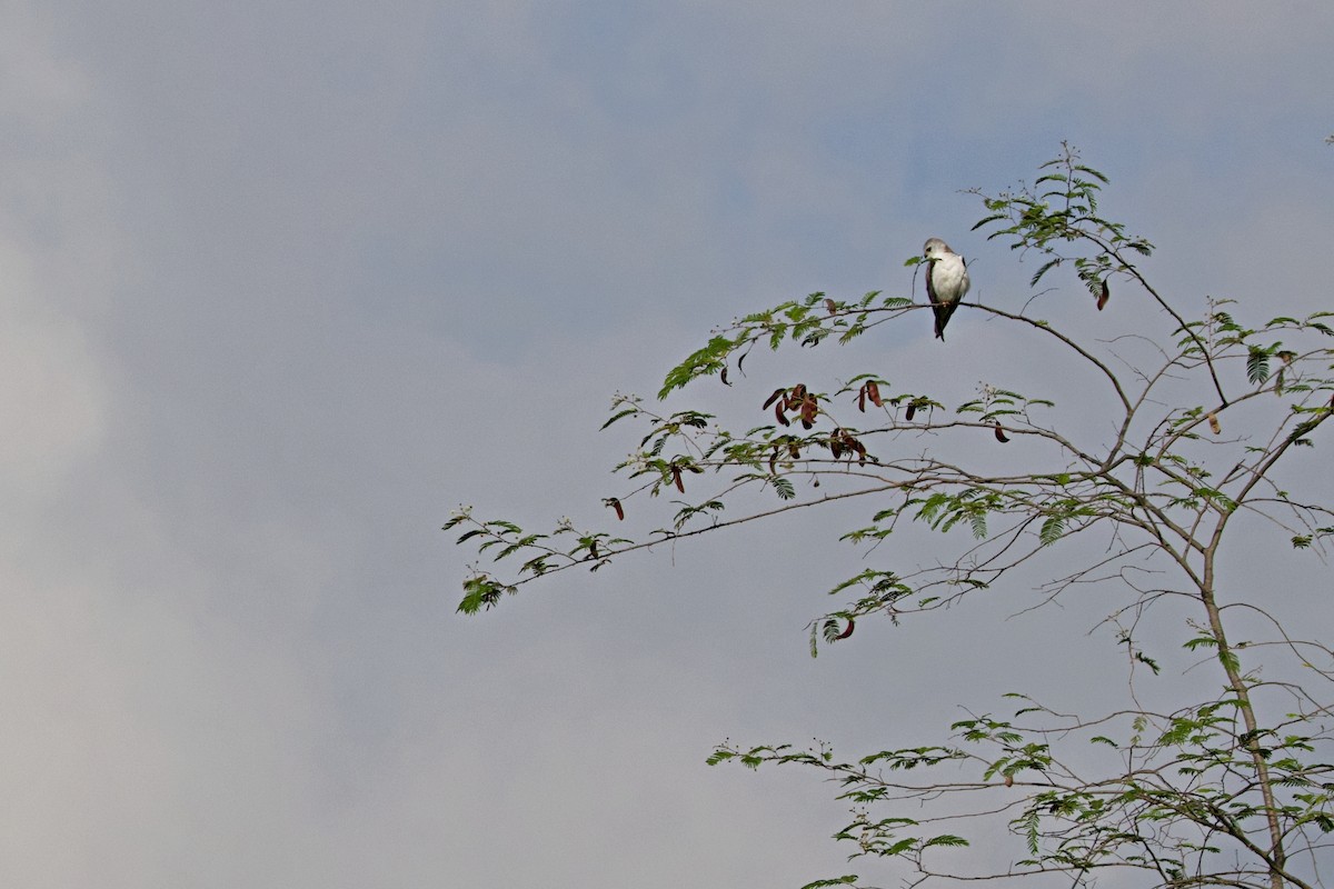 Gleitaar - ML644789842