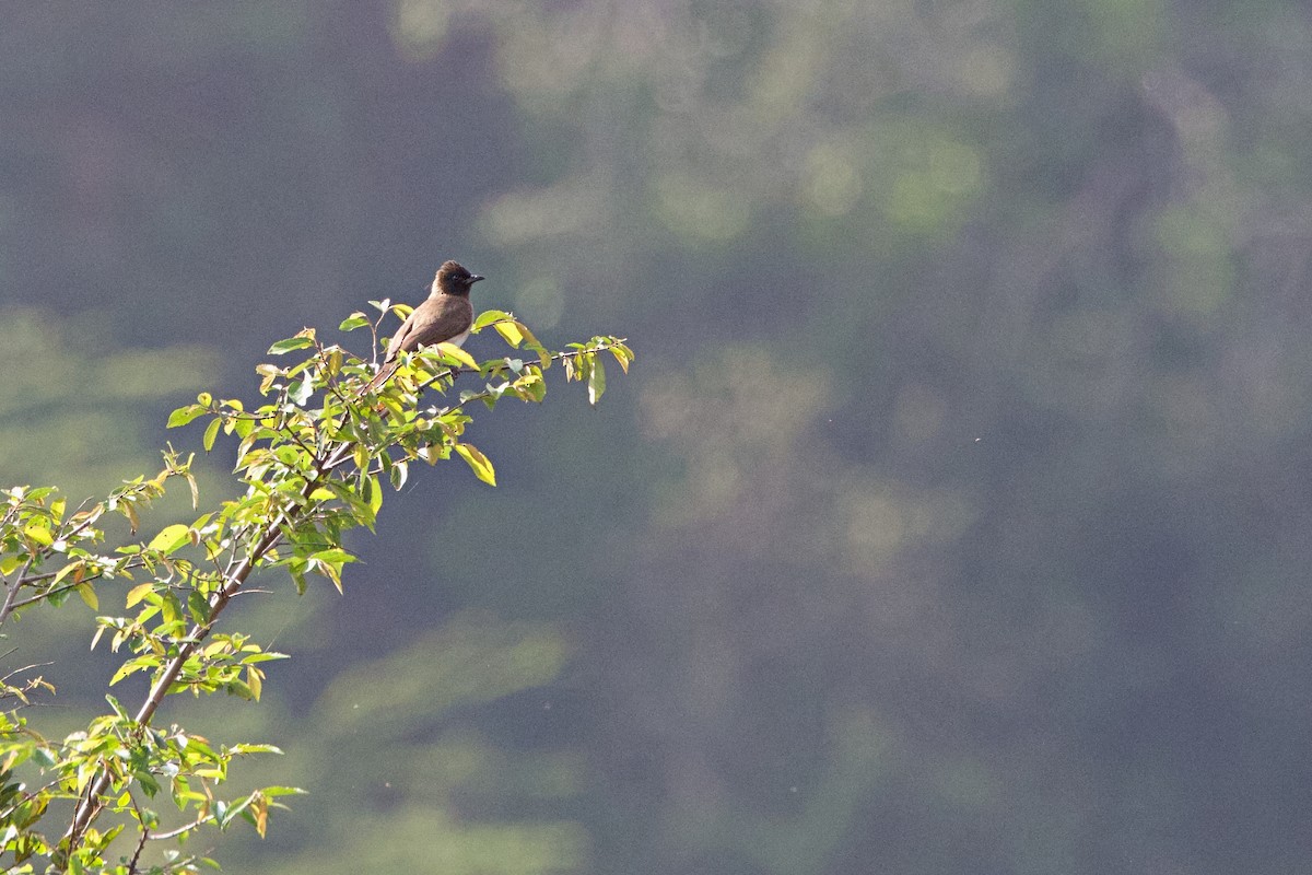 Graubülbül - ML644789847