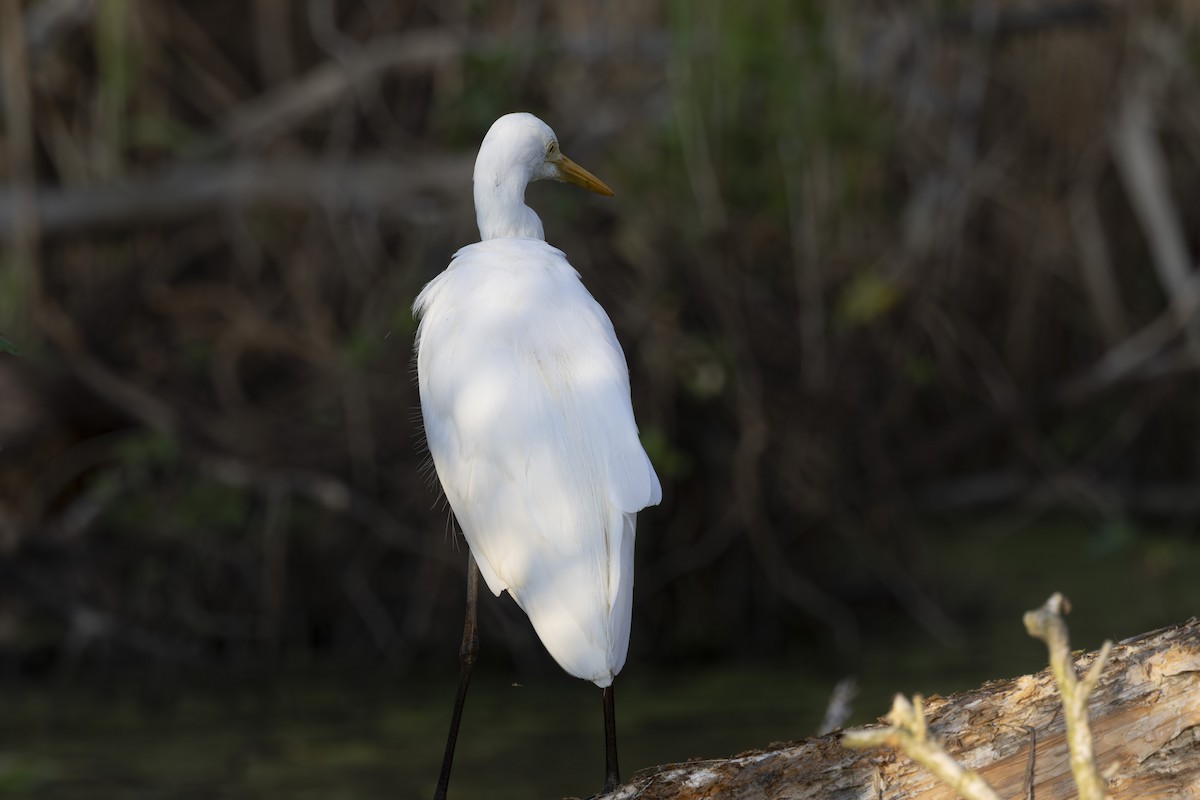 Pazifikmittelreiher - ML644789848