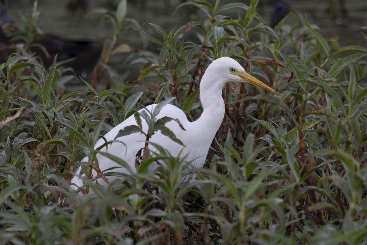 Pazifikmittelreiher - ML644789849