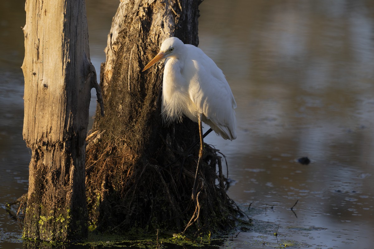 Pazifikmittelreiher - ML644789850