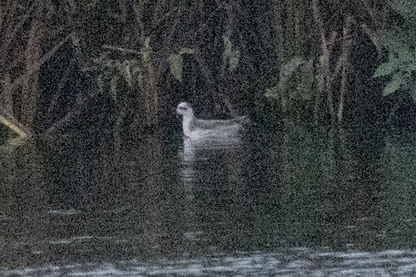 Thorshühnchen - ML644789851