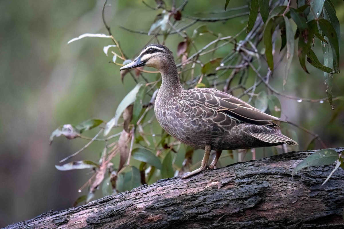 Augenbrauenente - ML644789852