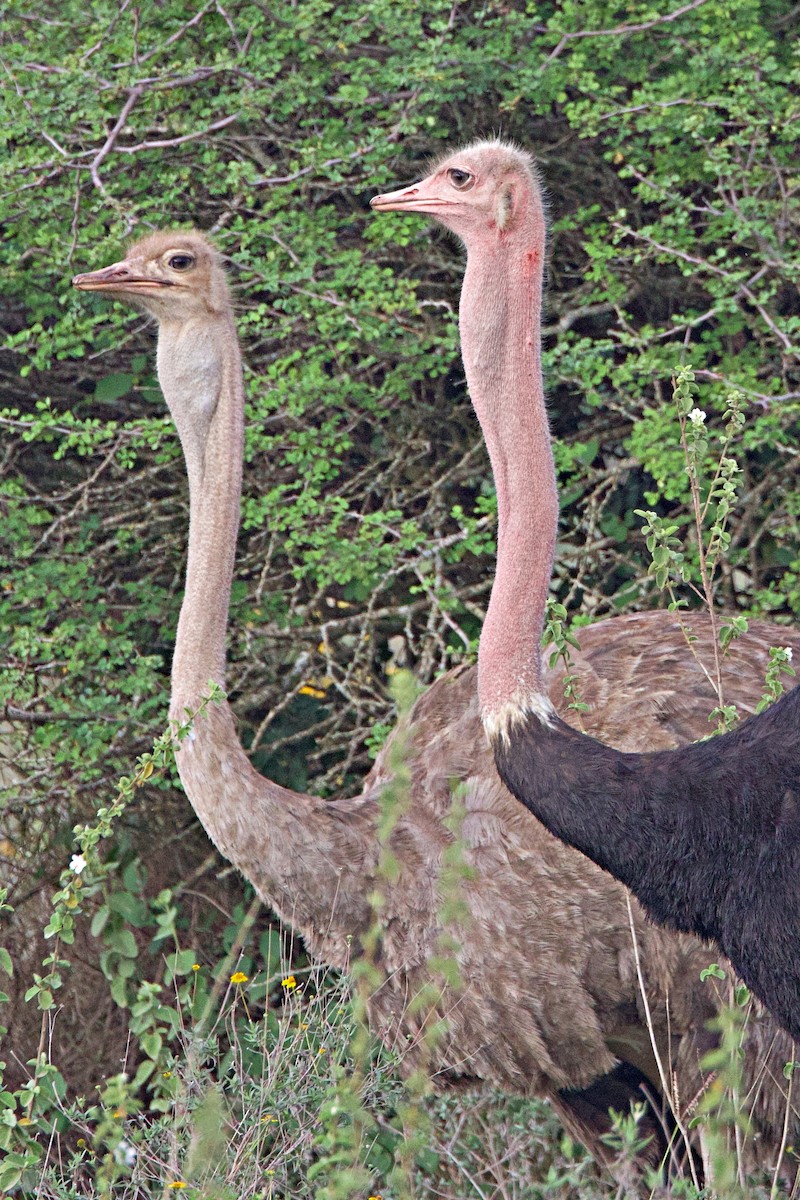 Strauß - ML644789853