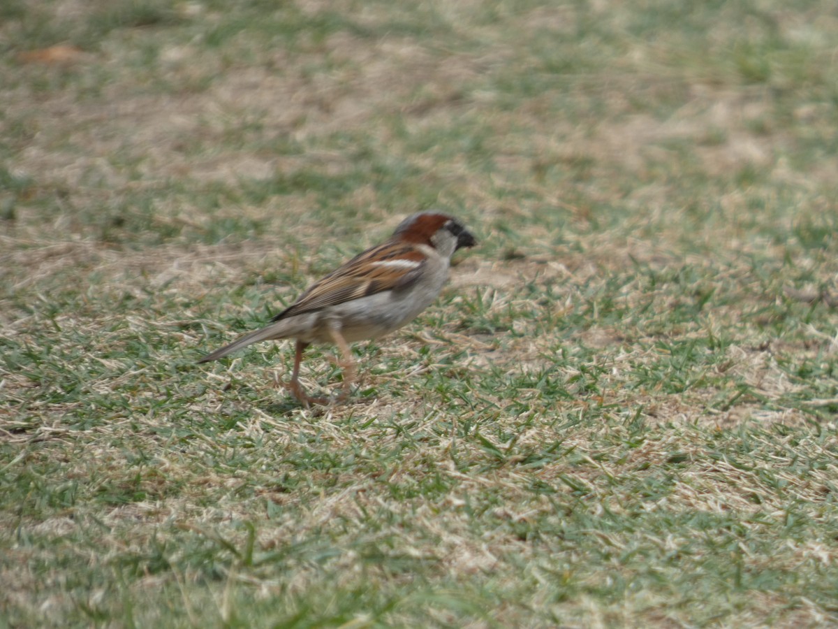 Haussperling - ML644789854