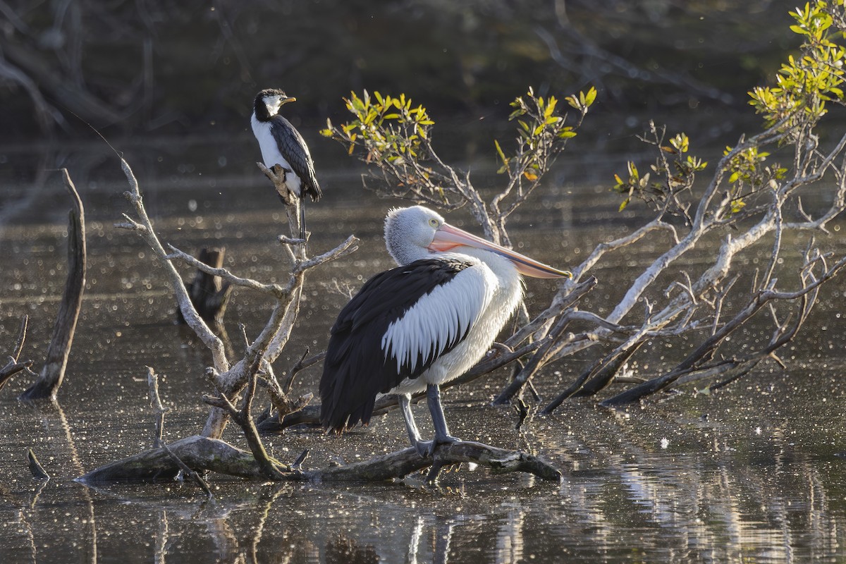 Brillenpelikan - ML644789855