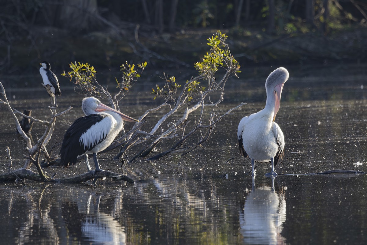 Brillenpelikan - ML644789856