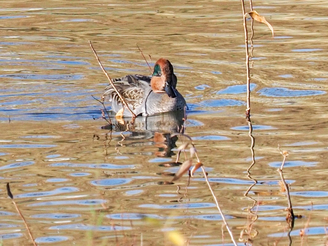 Krickente - ML644789857