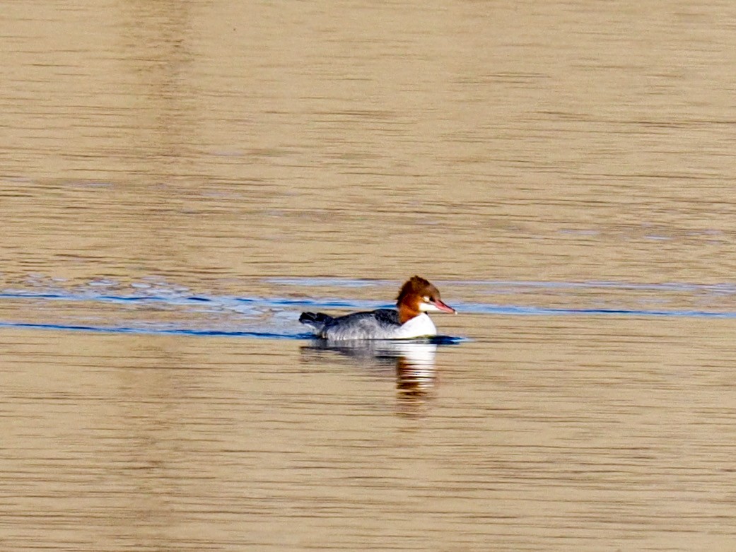 Gänsesäger - ML644789858