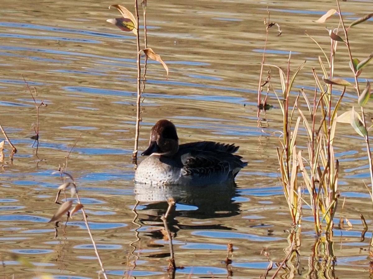 Krickente - ML644789859