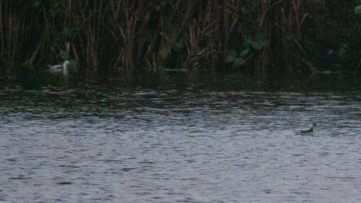 Thorshühnchen - ML644789860