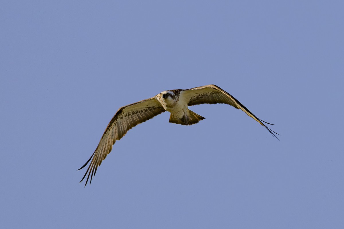 Fischadler - ML644789867