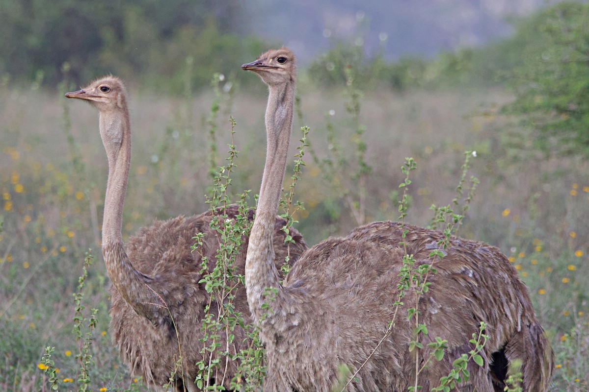 Strauß - ML644789868