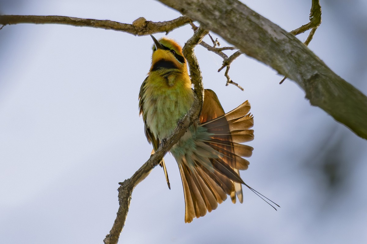 Regenbogenspint - ML644789869