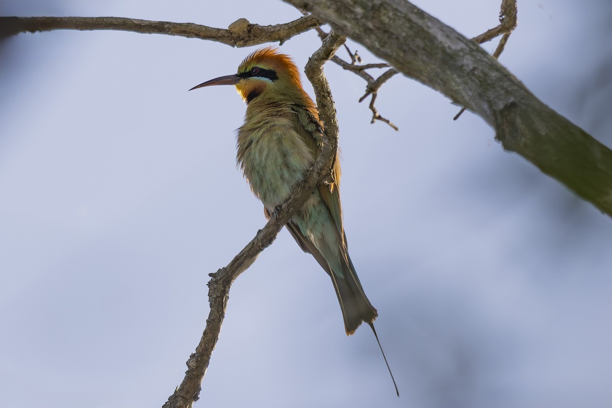 Regenbogenspint - ML644789870