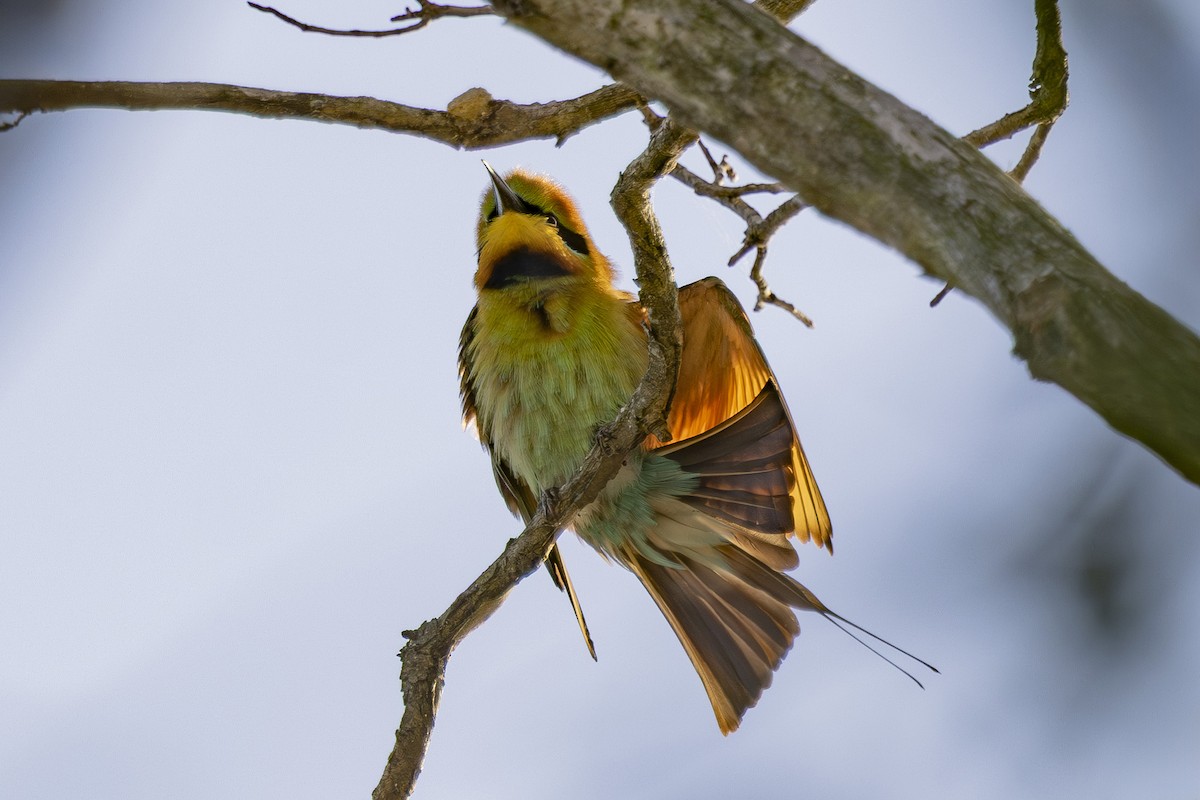 Regenbogenspint - ML644789871