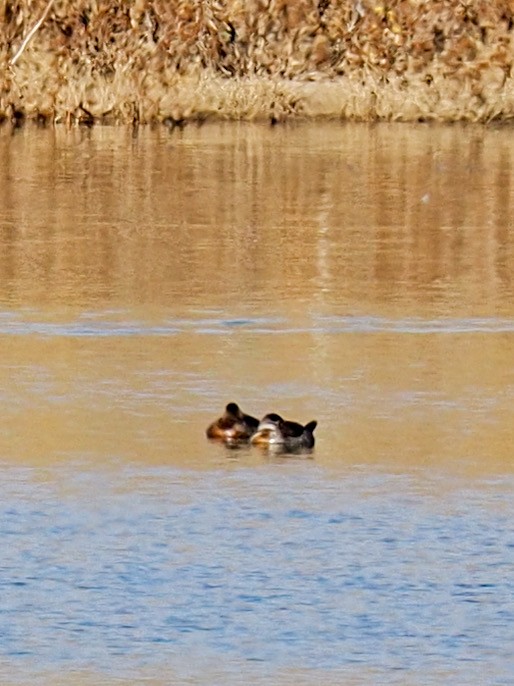 Schwarzkopf-Ruderente - ML644789874