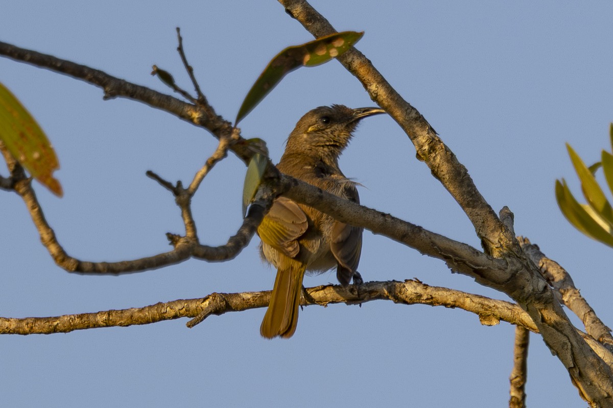 Brown Honeyeater - ML644789902